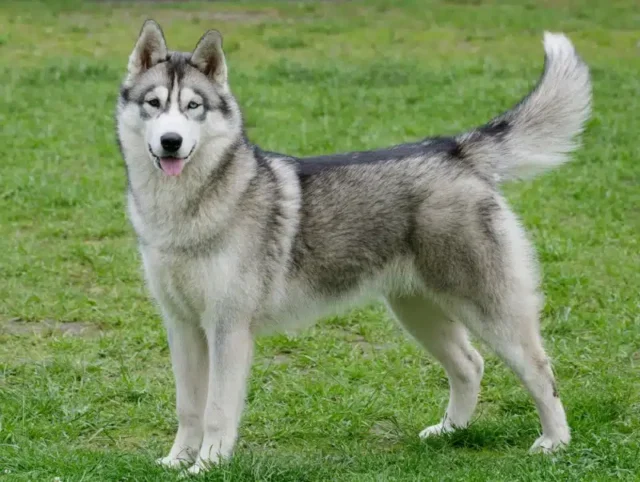 Seberian Husky