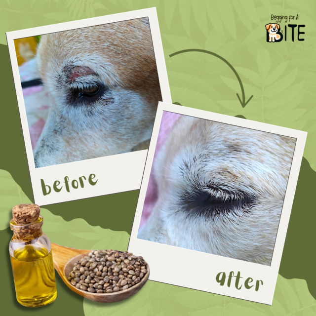 - BFAB Hemp Seed Oil for Dogs and Cats: A Natural Health Booster - Image 4